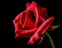 Roten Rosen in Pottenstein zu Ehren der Hl. Elisabeth aus Thüringen